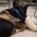 K9 TCCC training held at Eielson AFB