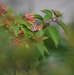 Butterflies released for fallen heroes