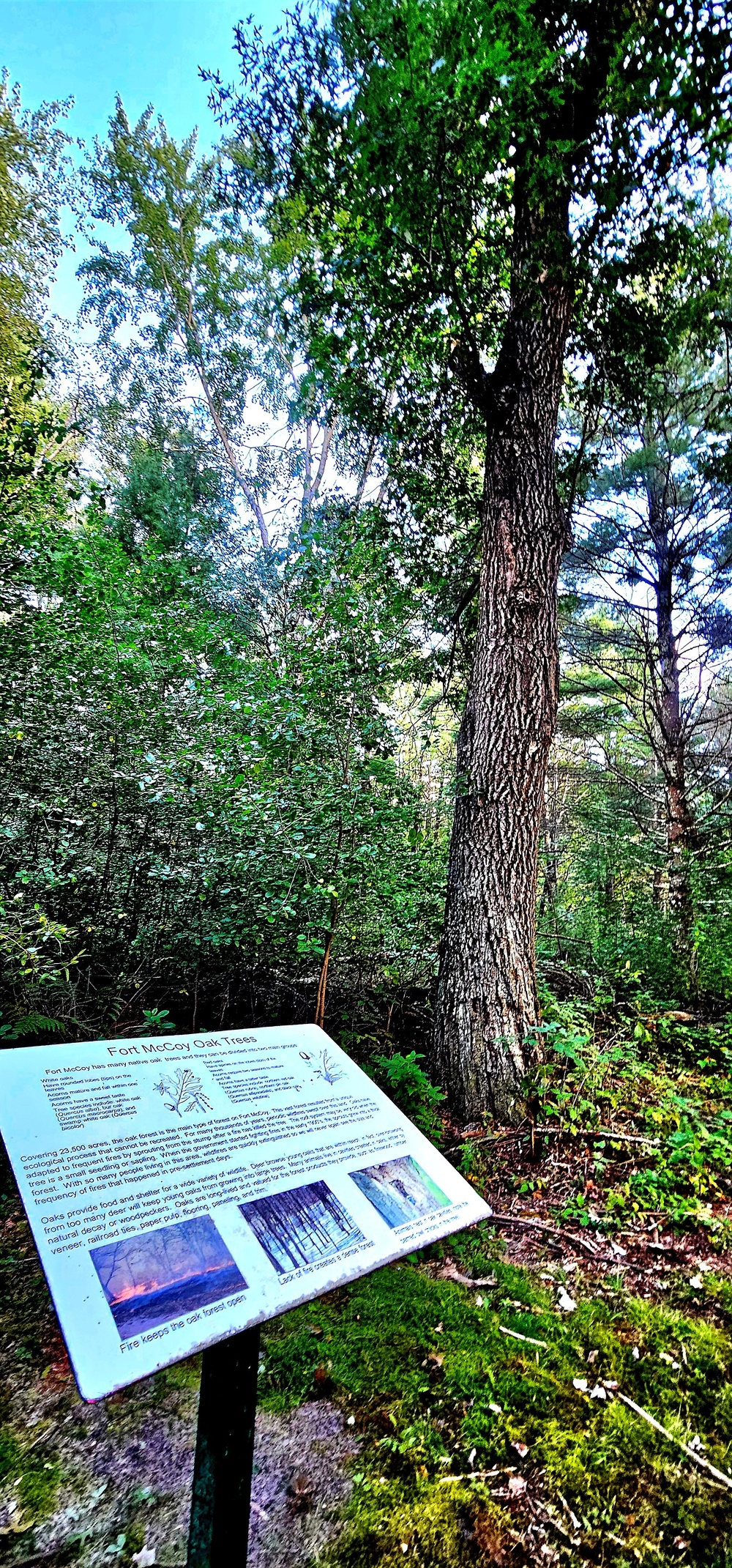 Fall 2025 views at Fort McCoy's Pine View Recreation Area