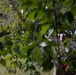 JTF - Beautification provides arboreal service at Hains Point