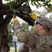 JTF - Beautification provides arboreal service at Hains Point
