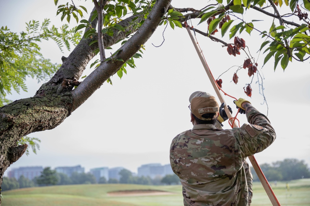 JTF - Beautification provides arboreal service at Hains Point
