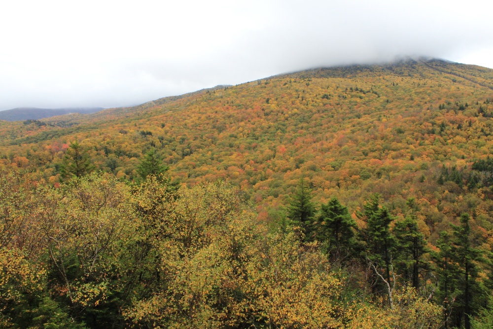Deer Leap View