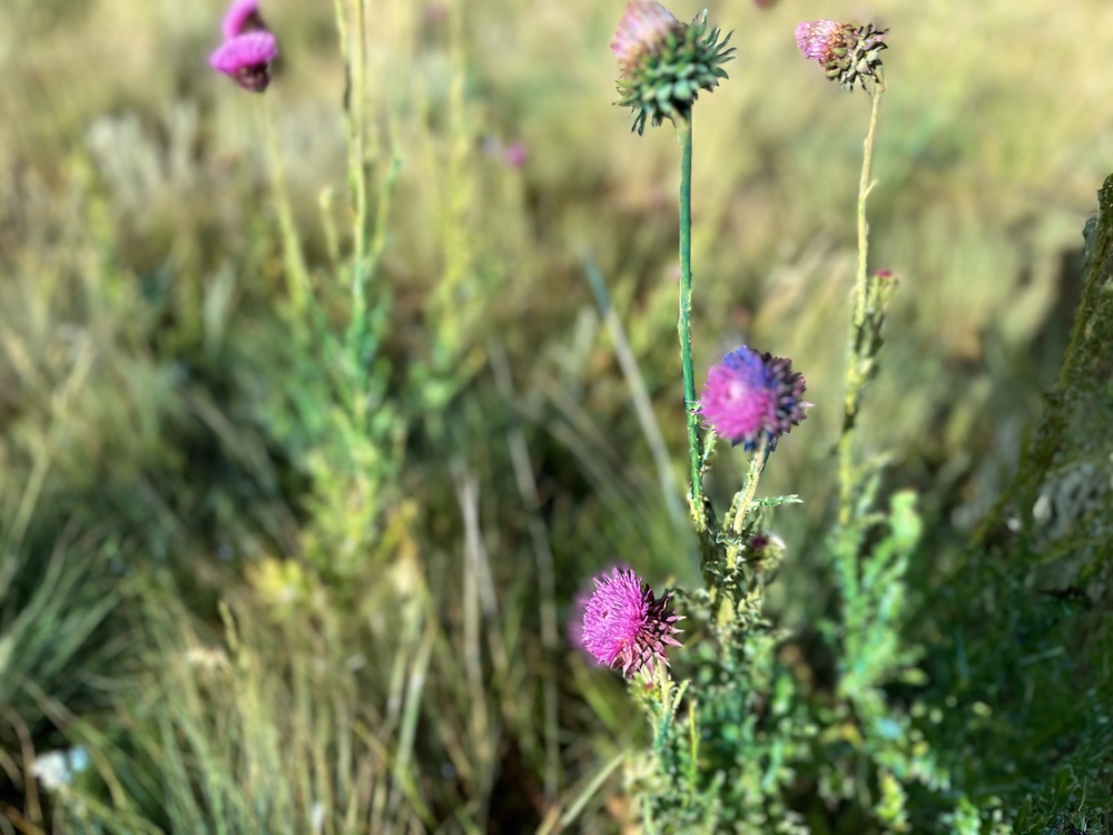 Lost Creek Wilderness Invasive Weeds Spraying