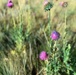 Lost Creek Wilderness Invasive Weeds Spraying