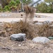 1st Radio Battalion participates in Operation Clean Sweep III