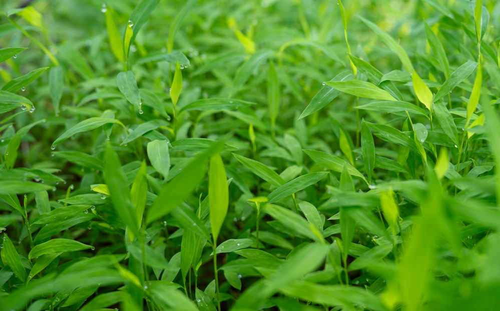 Rapid Ecological Assessment | New York