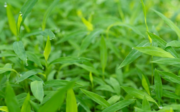 Rapid Ecological Assessment | New York
