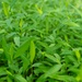 Rapid Ecological Assessment | New York