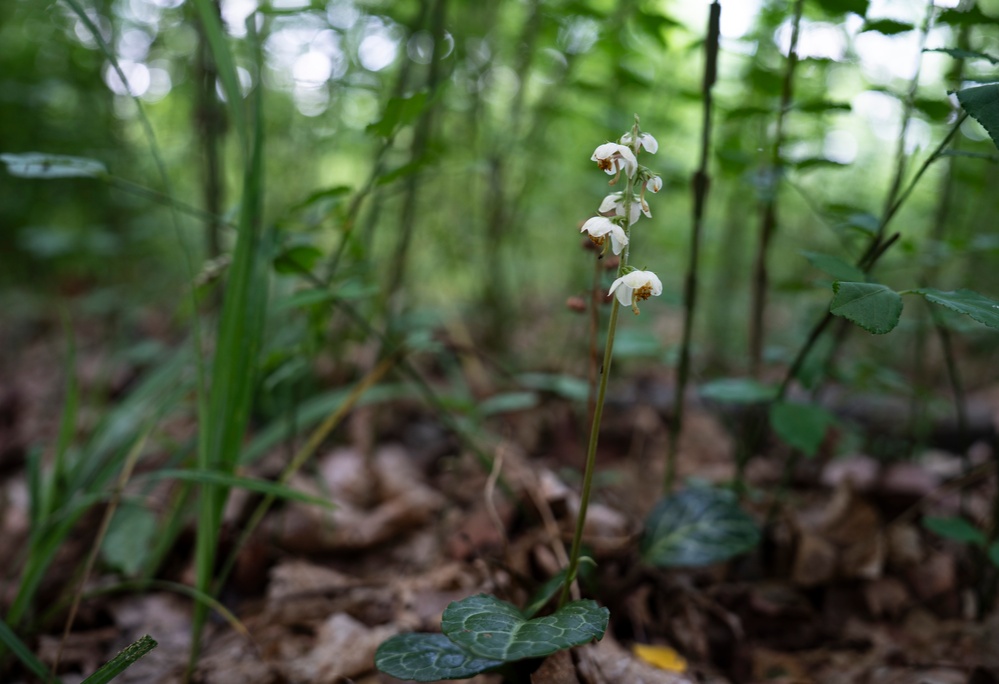 Rapid Ecological Assessment | New York