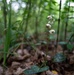 Rapid Ecological Assessment | New York