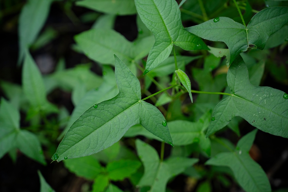 Rapid Ecological Assessment | New York