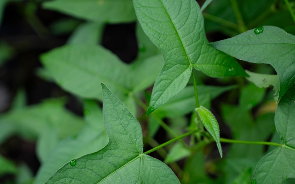 Rapid Ecological Assessment | New York