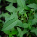 Rapid Ecological Assessment | New York