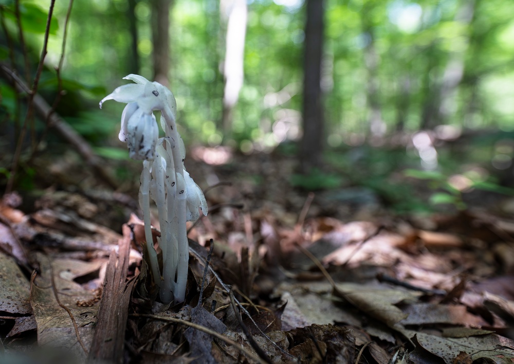 Rapid Ecological Assessment | New York