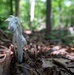 Rapid Ecological Assessment | New York