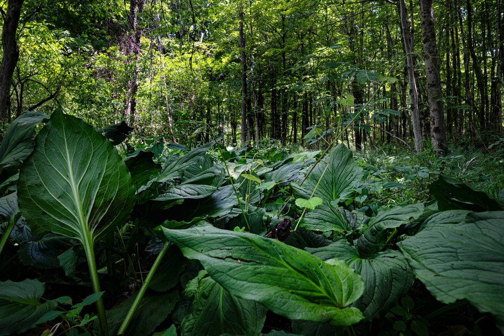 Rapid Ecological Assessment | New York