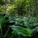 Rapid Ecological Assessment | New York