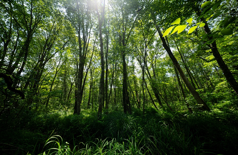 Rapid Ecological Assessment | New York