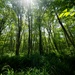 Rapid Ecological Assessment | New York