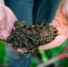 Rapid Ecological Assessment | New York