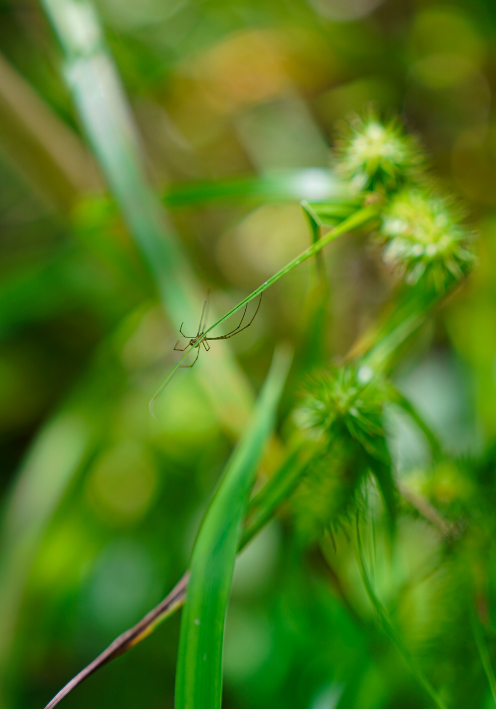 Rapid Ecological Assessment | New York