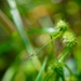 Rapid Ecological Assessment | New York