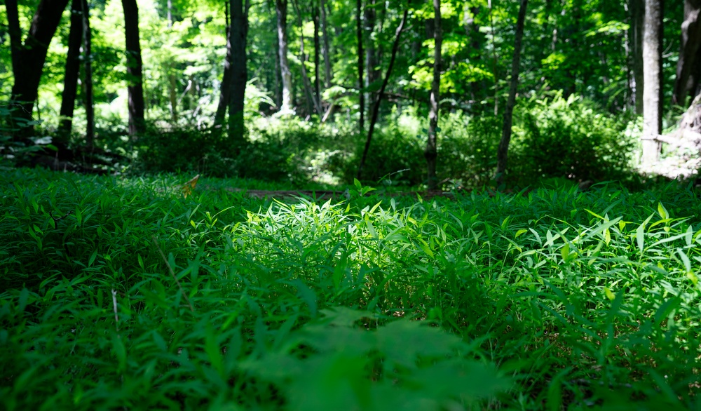 Rapid Ecological Assessment | New York