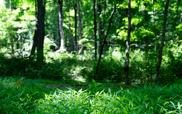 Rapid Ecological Assessment | New York