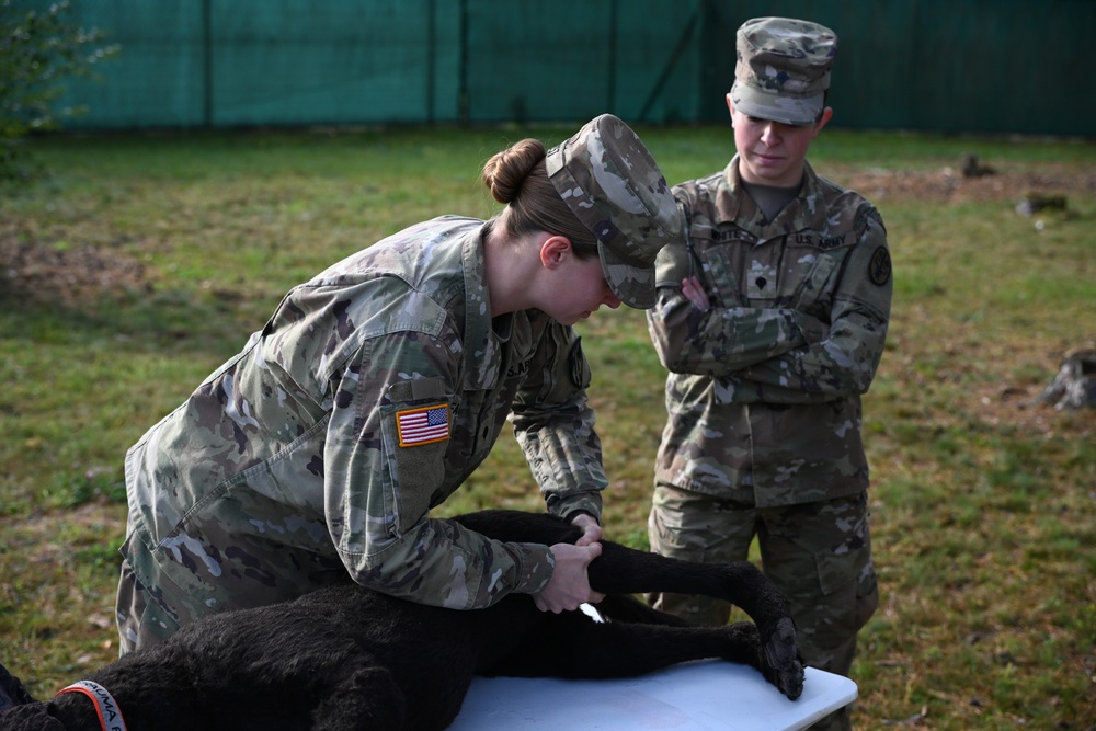 Veterinary Readiness Activity Trains Military Dog Handlers