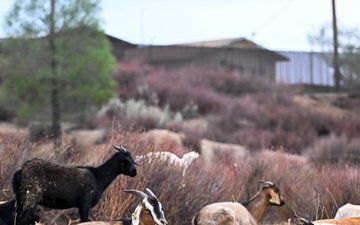 Fort Hunter Liggett maintains mission-ready training lands with Targeted Grazing