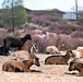 Fort Hunter Liggett maintains mission-ready training lands with Targeted Grazing