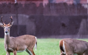 Hunt Control official asks community to report deer deaths due to rise in hemorrhagic disease