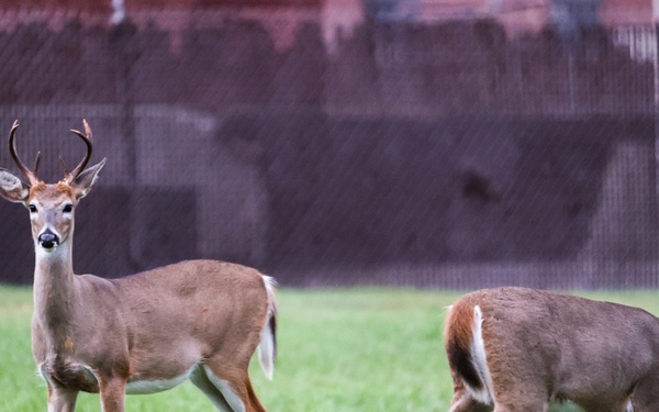 Hunt Control official asks community to report deer deaths due to rise in hemorrhagic disease