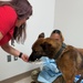 Fort Bragg Working Dog Gets a Fighting Chance at WAMC