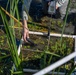 Invasive European Frogbit Sampling