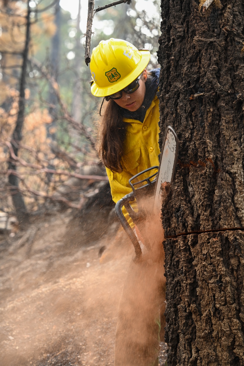 Hazard Tree Falling on the Garnet Fire