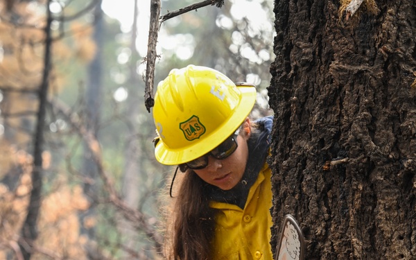 Hazard Tree Falling on the Garnet Fire