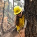 Hazard Tree Falling on the Garnet Fire