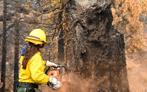 Hazard Tree Falling on the Garnet Fire