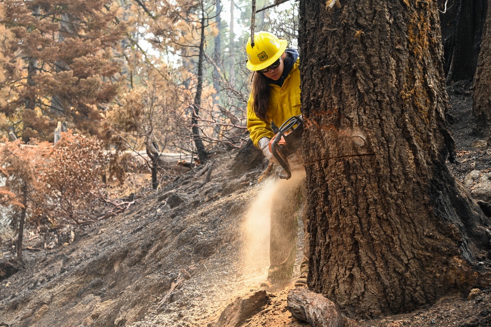 Hazard Tree Falling on the Garnet Fire