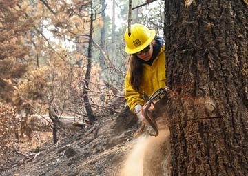 Hazard Tree Falling on the Garnet Fire