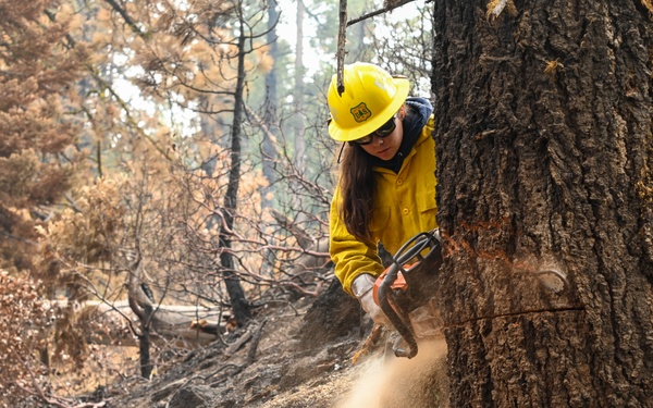 Hazard Tree Falling on the Garnet Fire