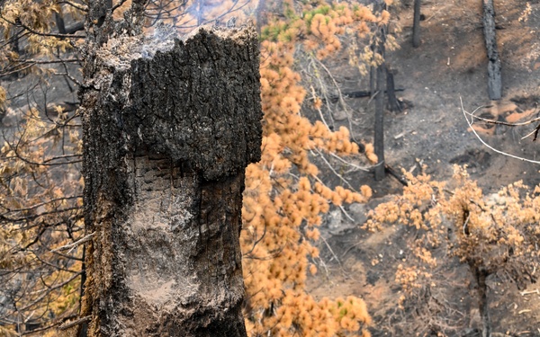 Hazard Tree Falling on the Garnet Fire