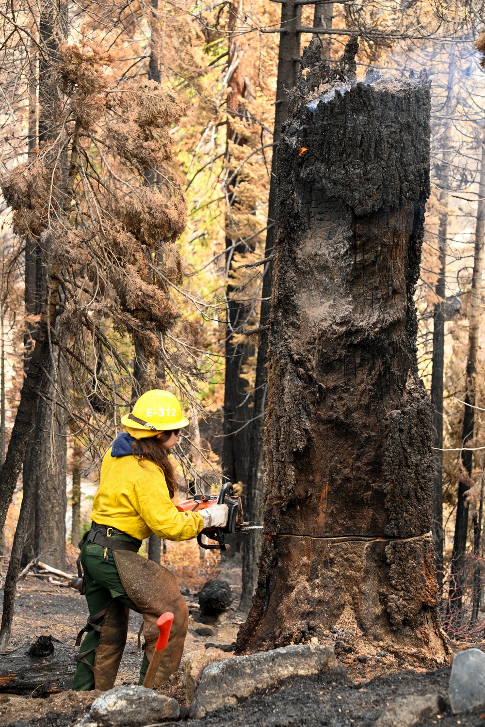Hazard Tree Falling on the Garnet Fire
