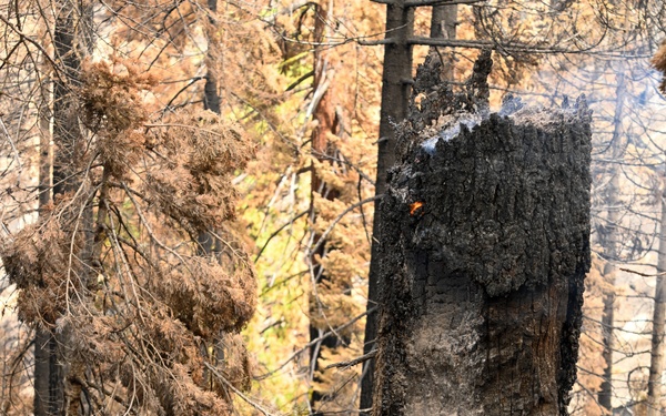 Hazard Tree Falling on the Garnet Fire