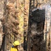 Hazard Tree Falling on the Garnet Fire