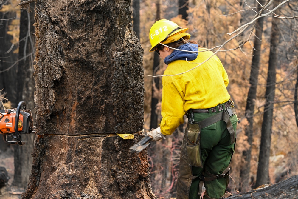 Felling Hazard Trees on the Garnet Fire
