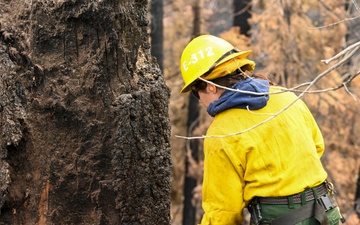 Felling Hazard Trees on the Garnet Fire