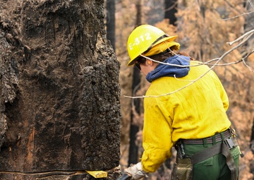 Felling Hazard Trees on the Garnet Fire